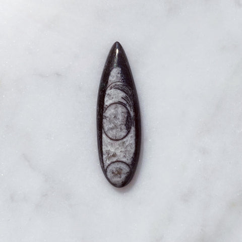 Orthoceras III: [New Moon in Pisces]